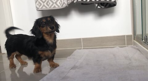 Water-loving puppy jumps into shower with her owner