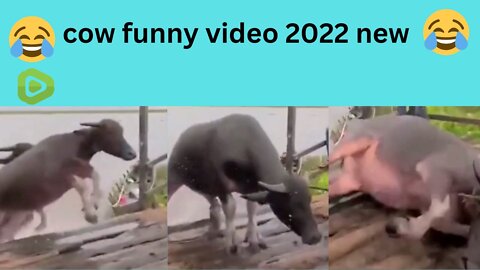 cow funny video 2022 #funny #joke