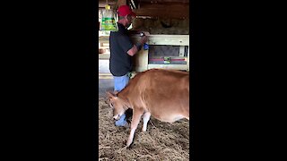 Overly-Attached Cow Determined To Get Attention From Caretaker