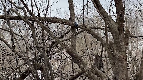 Nuthatch and Chickadees