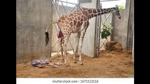 Giraffe Birth Close Up! - See Every Step of Asali's Birth at the Houston Zoo