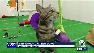 6th annual 'Kitten Bowl' held in West Palm Beach