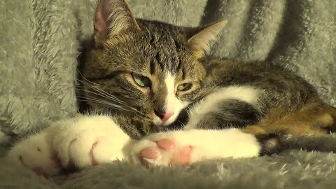 Stretched Toe Beans Alarm