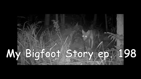 My Bigfoot Story Ep. 198 - Trail Cams, Campfires & Strange Lights