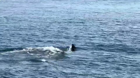 Orcas in Blakely Harbor - October 3, 2022-7