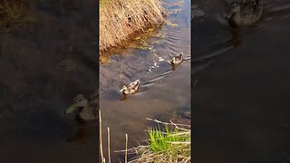 Ducks on the Hunt for Food 🦆