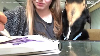 Pet dog craves attention from owner trying to work