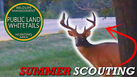 Huge Public Land Deer | Summer Scouting Bucks | Trail Cameras On Public Land | Big Swamp Bucks