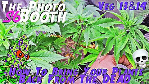 The Photo Booth S6 Ep. 8 | Veg 13 & 14 | How To Bring Your Plants Back From The DEAD!