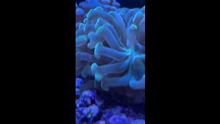 Hammer Coral