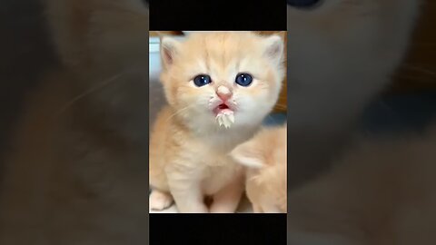 Cute and funny cat 💓