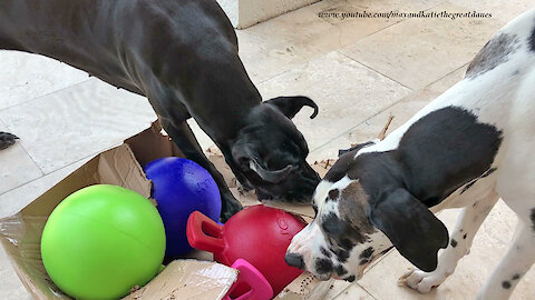 Excited Great Danes Have Great Fun Opening Gift Box Of Balls