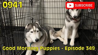 [0941] GOOD MORNING PUPPIES - EPISODE 349 [#dogs #doggos #doggos #puppies #dogdaycare]