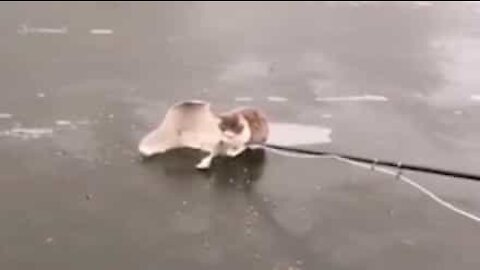 Kat reddet fra frossen sø i Rusland