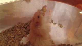 "Hamster Hangs From Cracker Tied To Rope"