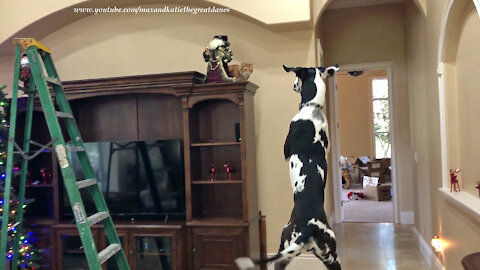 Bouncing Great Dane Wants To Go Up Like Ladder Climbing Cat