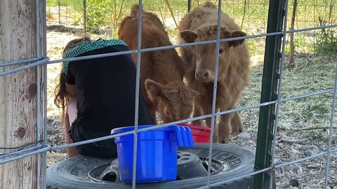 Baby Highland Cows Learning To Trust Humans