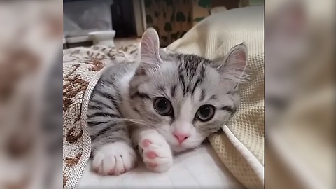 WOW !! Cutest kitten ever seen