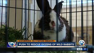 Park overrun with rabbits