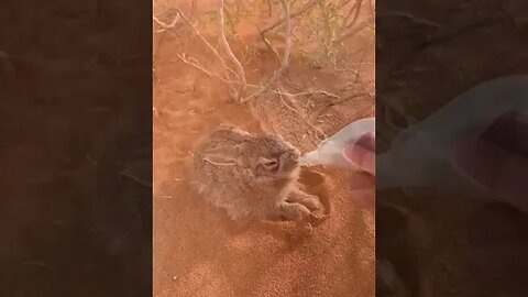 Know to desert # rabbit hunt for water to drink