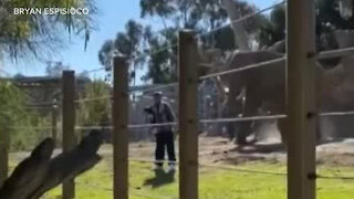 Police: Man in custody after taking 2-year-old into San Diego Zoo elephant habitat