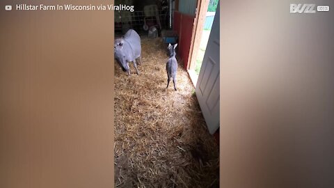 Cet adorable ânon joue dans une grange