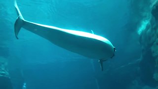 Beluga whales incredible play with large blanket underwater