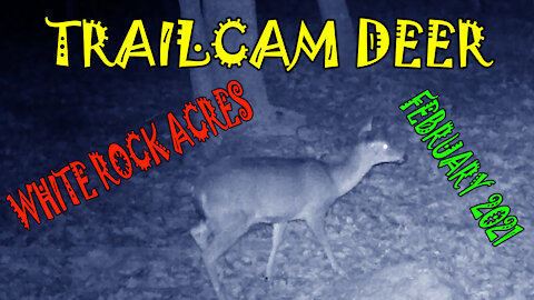 TrailCam Deer, White Rock Acres, February 2021
