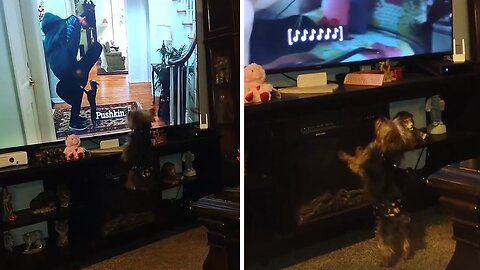 Funny Yorkie Barks His Head Off At The Tv