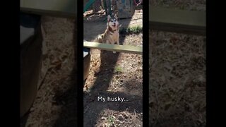 Other Dogs vs My Husky
