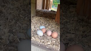 collecting eggs! #chickencoop #backyardchickens #eggs #homestead #farmlife #farmanimals #foryou #fyp