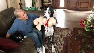 Proud Great Dane Shows Off Her Toy to Dad and the Cat