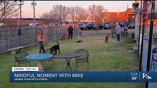 Mindful Moment with Mike: Easing Your Pet's Stress