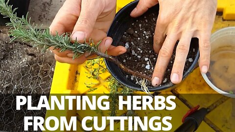 How to Plant Herb Cuttings and Propagations