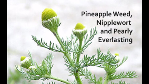 PFTTOT Part 193 Benefits of Pineapple Weed, Nipplewort, and Pearly Everlasting