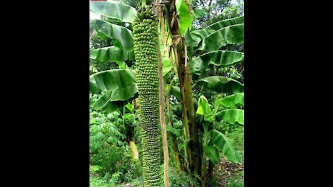 Thousand Fingers Banana and More Plants In The Surrounding