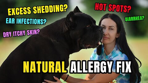 Does Your Dog Suffer From Allergies - Holistic FIX