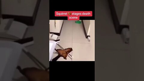 Squirrel fakes his own death