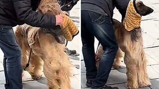 Fashionable Afghan Dog Wears A Stylish Scarf In The Strong Winds