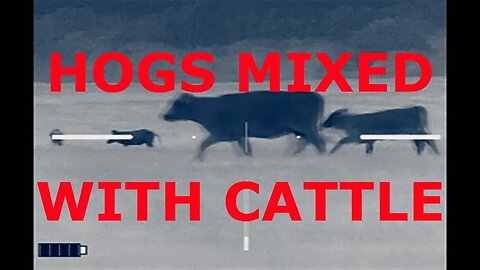 Hogs mixed in with Cattle