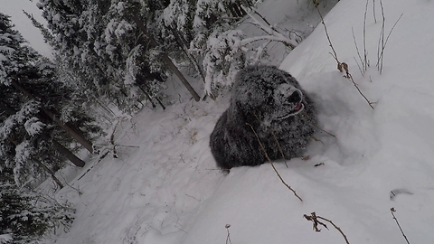 Newfoundland Dog Powers Up Hill in Deep Alaskan Snow