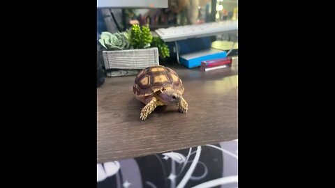 Tank the Tortoise 🐢 thinks he can eat whatever he wants!!! #shorts #baby #tortoise