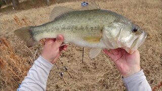 Giant Bass eats 10” Worm!