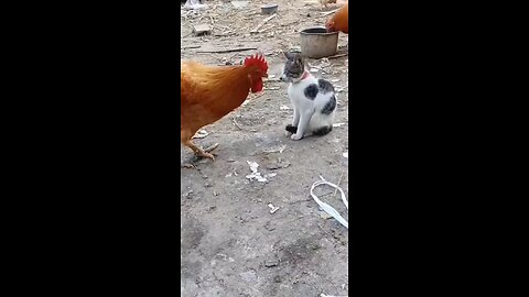 Cat Vs Chicken: Watch What Happens Next! Be Ready To Laugh