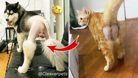 Funny Animals Videos 2022😆 Funniest 🐱🐈Cats and 🐕🐶Dogs Part #3 | Cleaver Pets