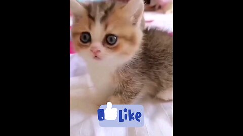the_cute_beautiful_kitten_ppiu_piu_😱😱💞🤣