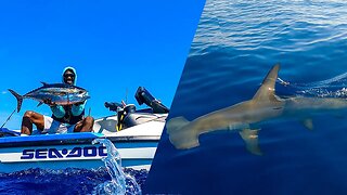 HUGE Hammerhead Shark Encounter | My Biggest Tuna On Sea-Doo