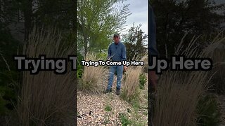 Ornamental Grass Care | DIY Landscaping Pro Tips