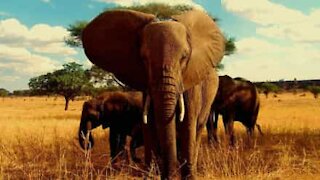 Un éléphant obéit aux ordres d'un guide de safari!