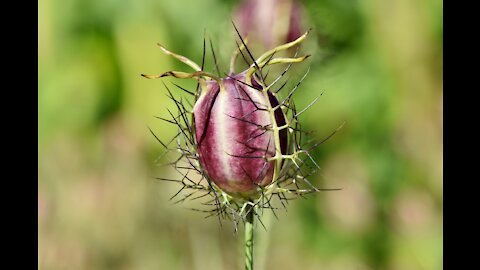 Benefits of Black Cumin Seed (Nigella Sativa) for Weight Loss